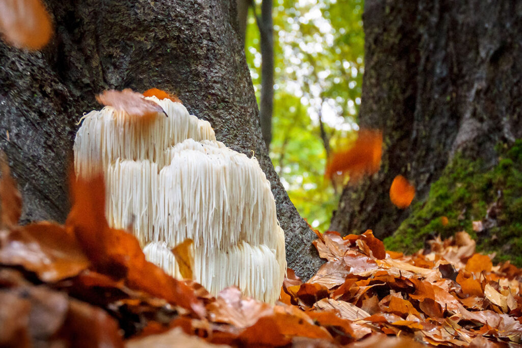 Ciuperca medicinala - Coama Leului