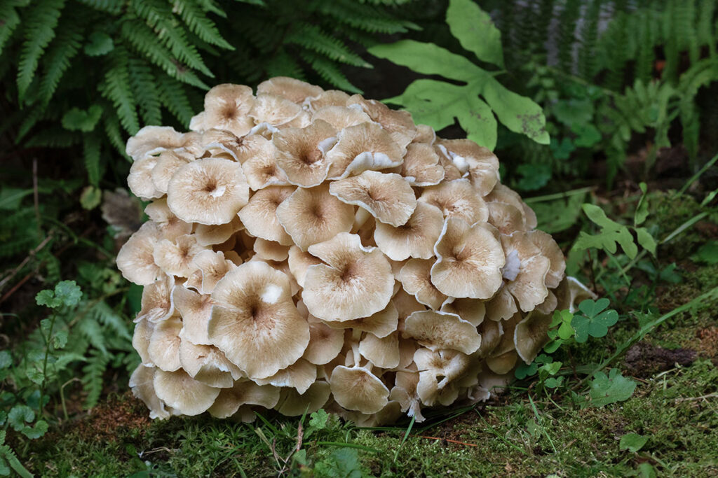 Polyporus